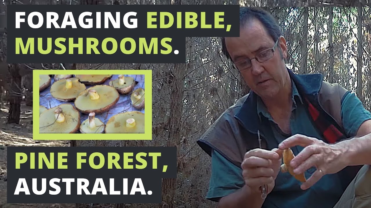 Foraging EDIBLE MUSHROOMS in Australia.
