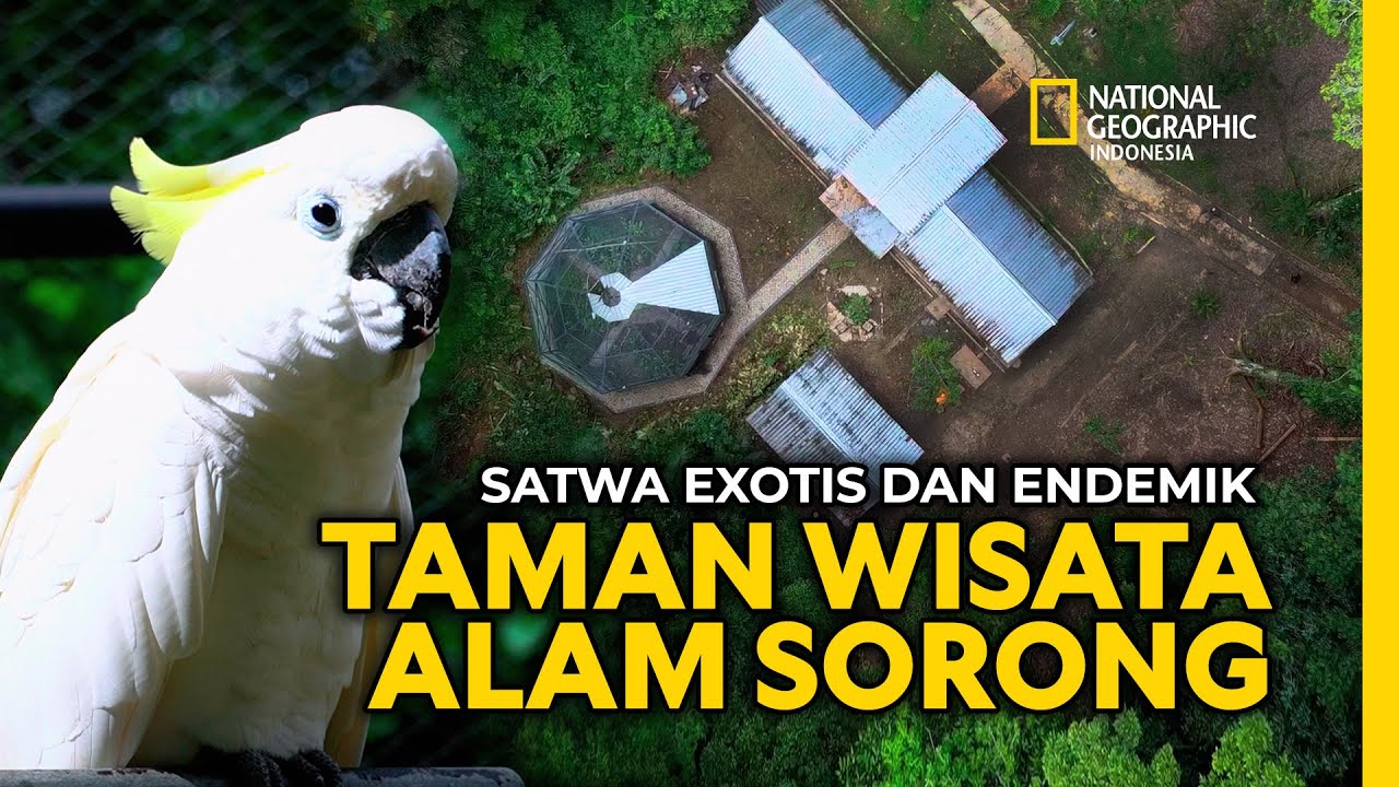 Keragaman hayati Papua ada di sini. Taman Wisata Alam Sorong perpustakaan hidup alam Papua