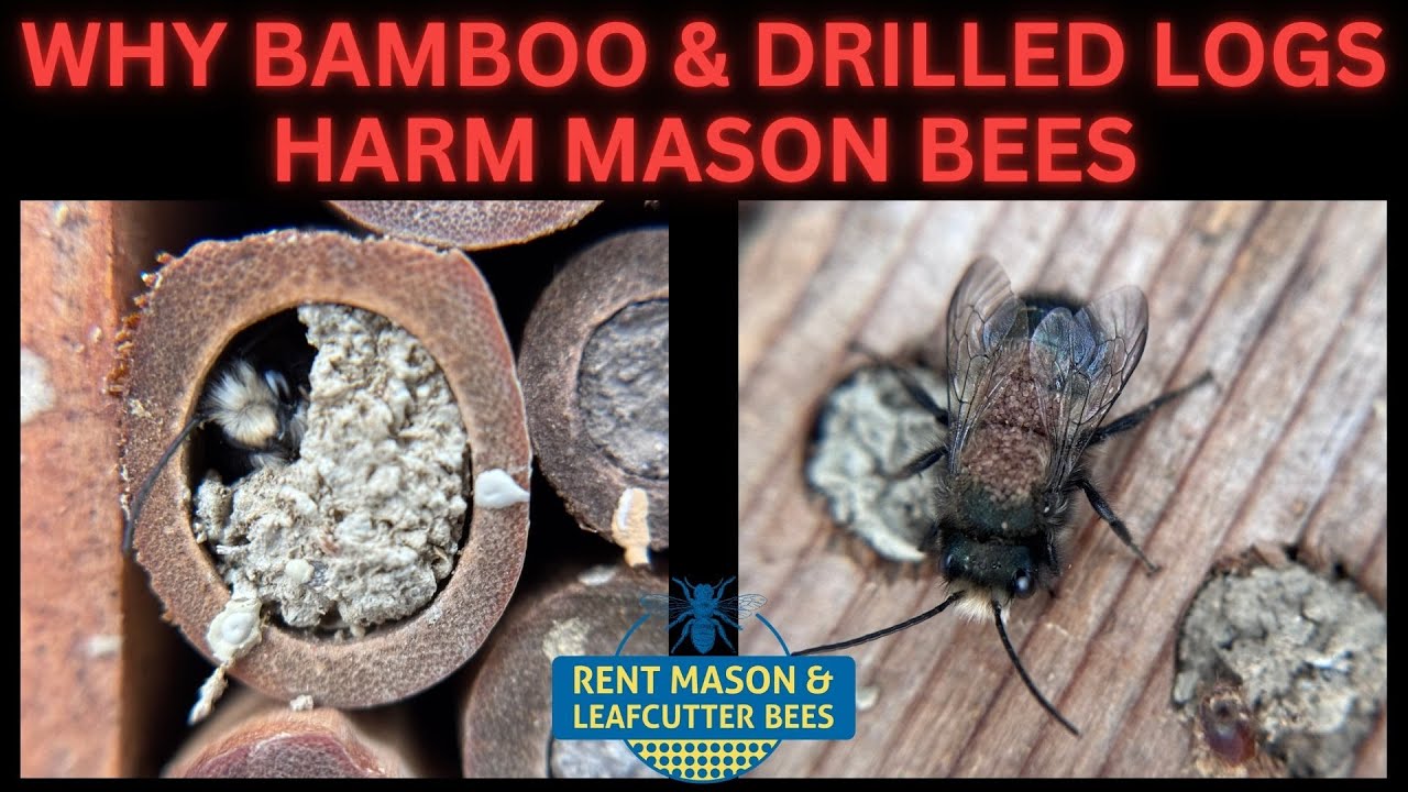 WHY BAMBOO AND DRILLED LOGS HARM MASON BEES