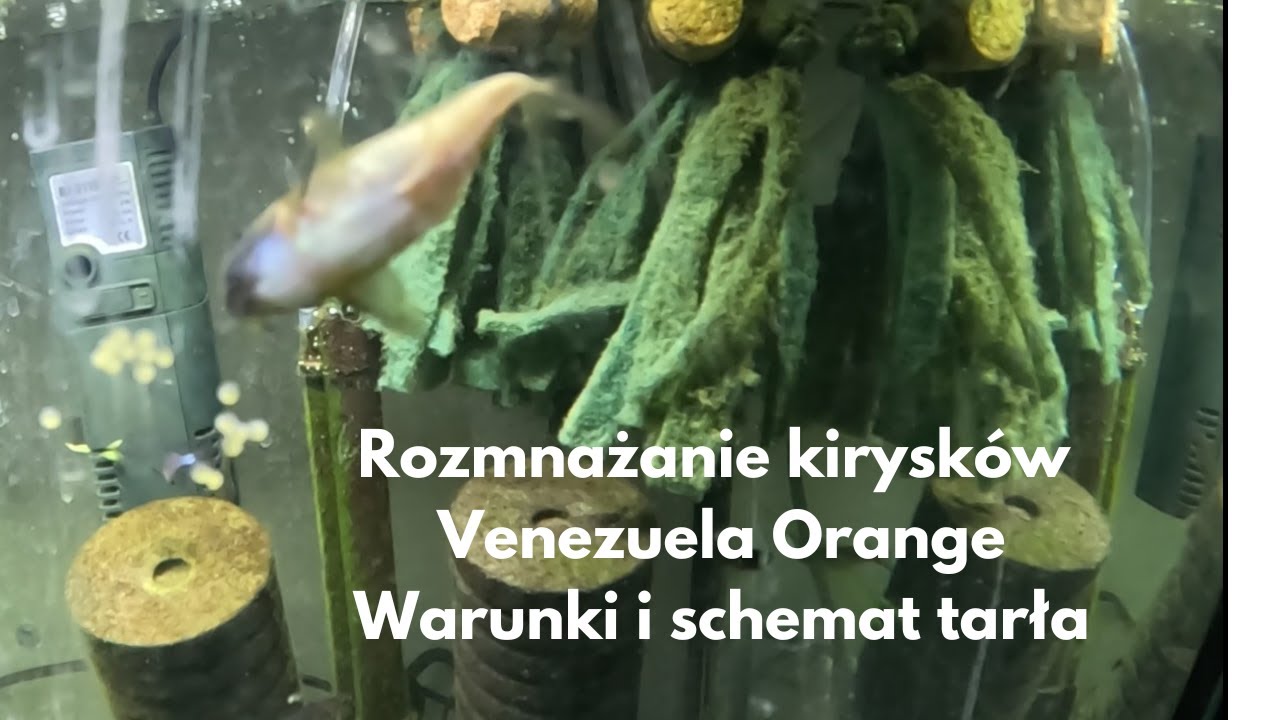 Jak rozmnażać kiryski: kirysek venezuela orange
