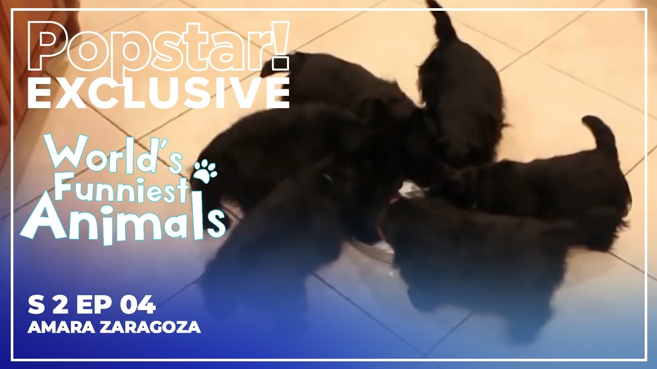 Самые смешные животные в мире | 2 сезон, 4 серия | Амара Сарагоса