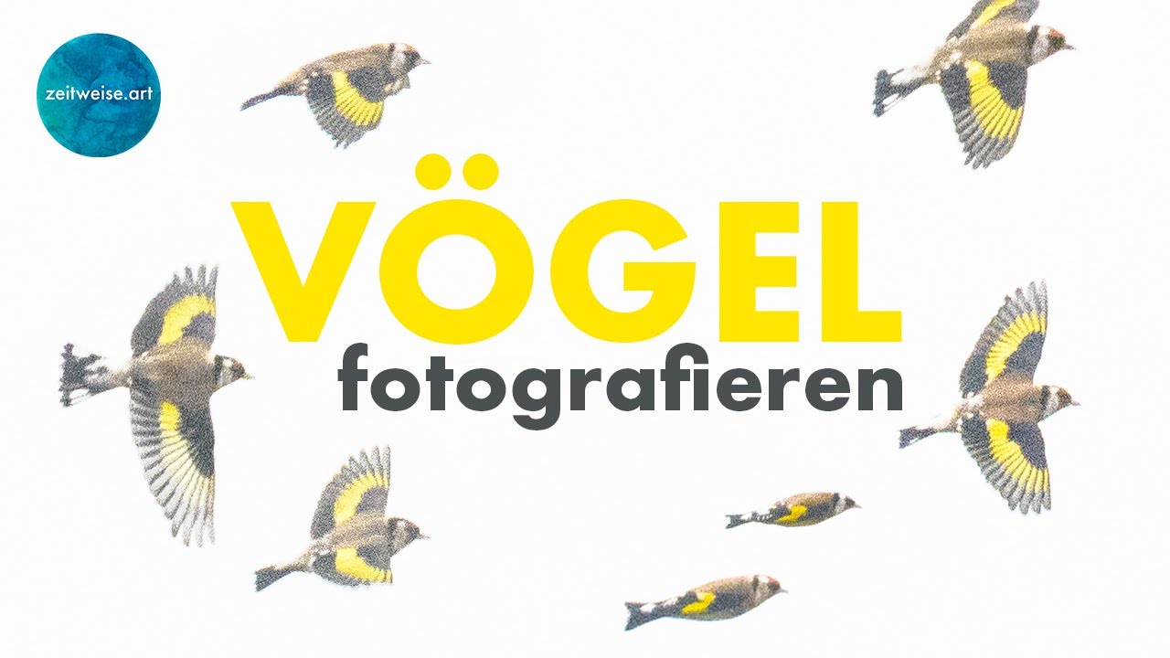 VÖGEL im Schwarm fotografieren  -  Zeitweise Naturfotografie