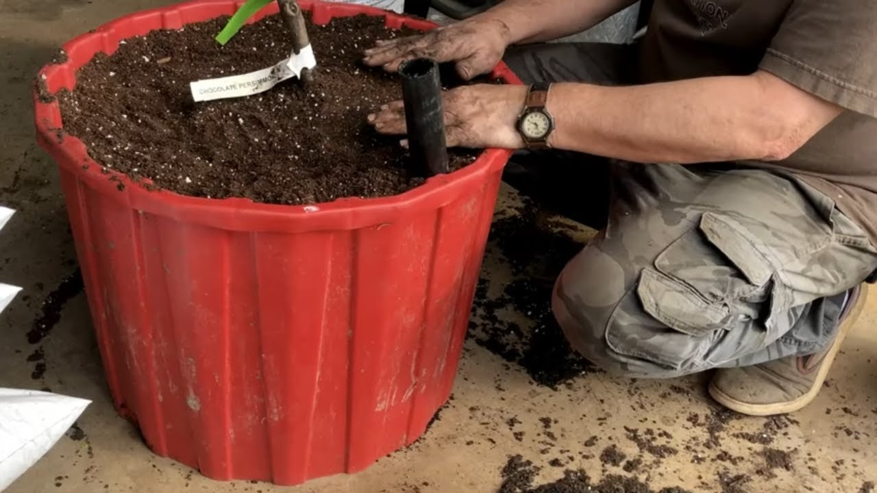 🍎GROWING FRUIT TREES IN CONTAINERS 🌲PLANTING&nbsp;🍊