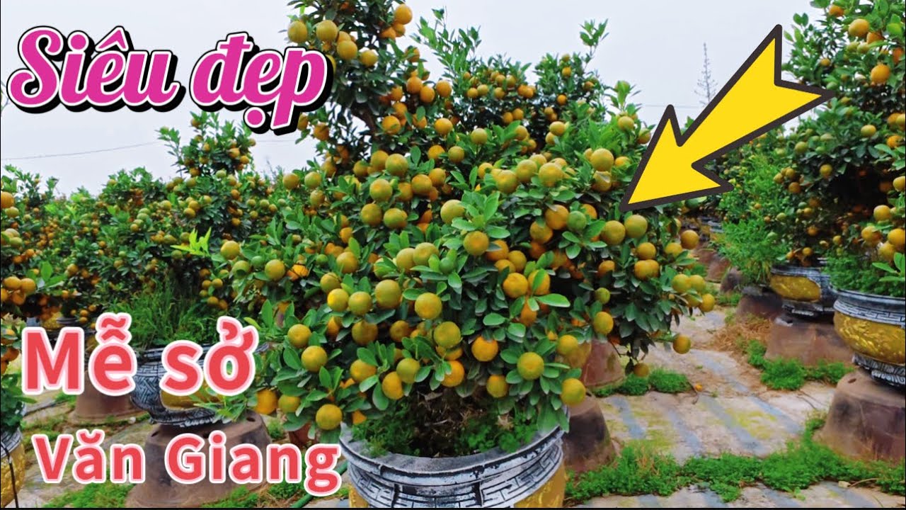 THỦ PHỦ QUẤT CẢNH MỄ SỞ VĂN GIANG : quất Tết 2026 số lượng khủng 