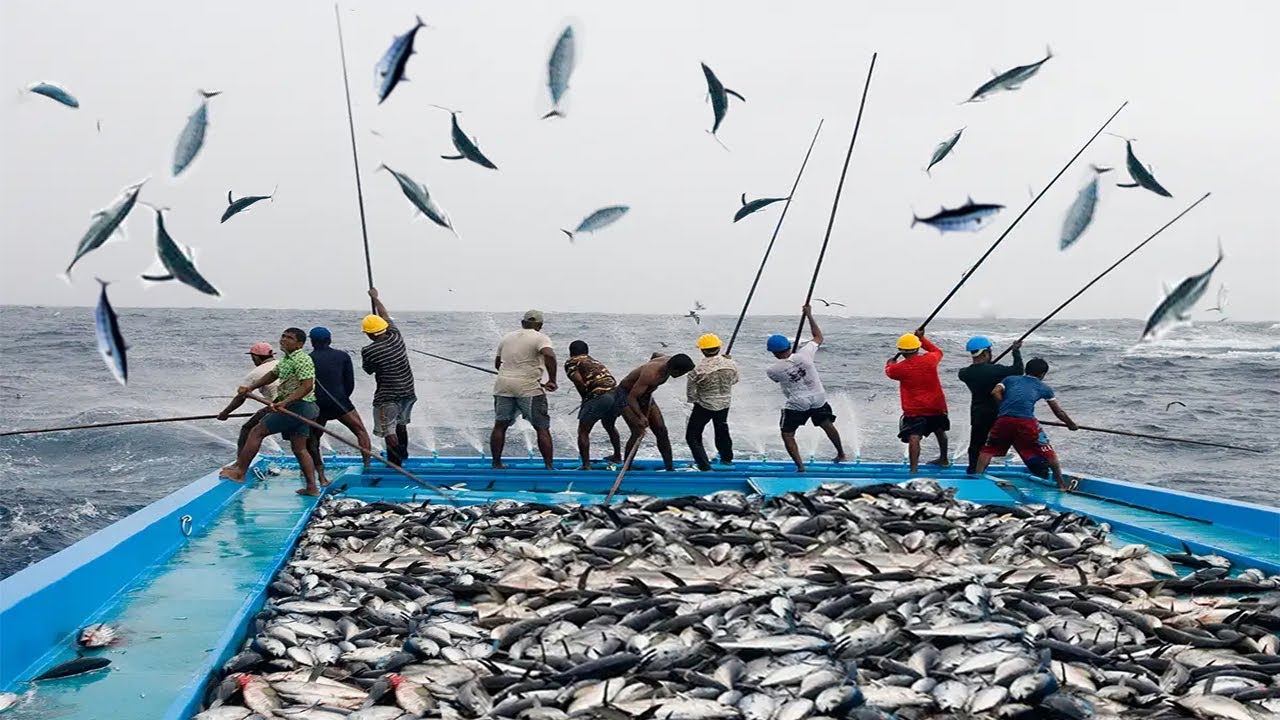 Amazing Fast Classic Tuna fishing Skill, Caught Hundreds Tons of Tuna on The Boat