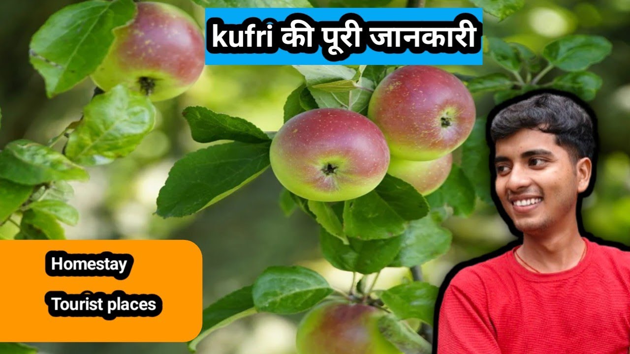 Kufri monsoon in August | Shimla in August | kufri homestay |