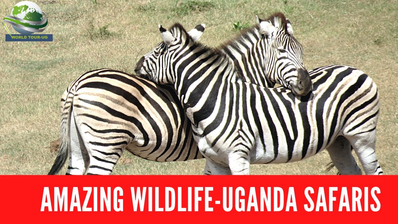 Amazing wildlife-Uganda Safari