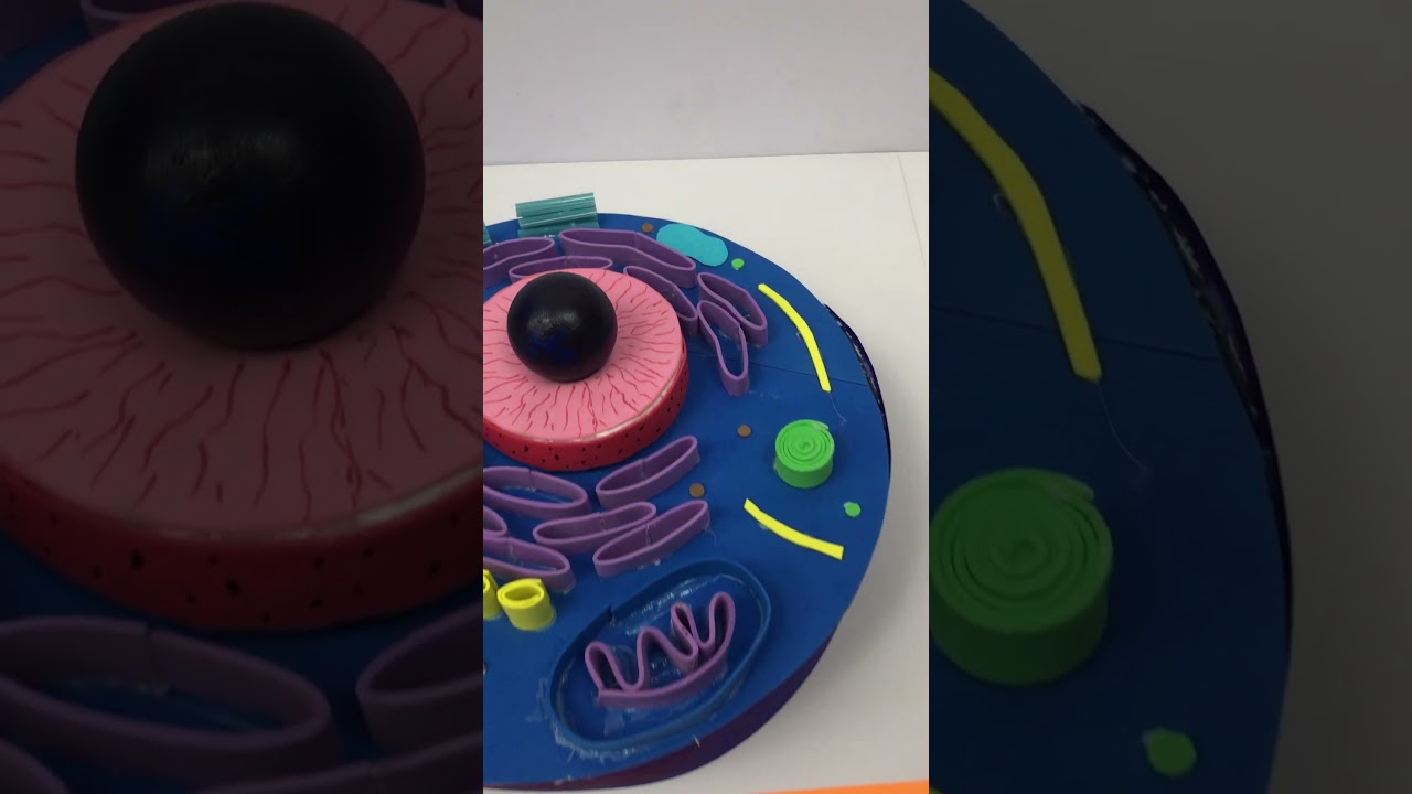 Animal cell 3D model | #shorts | #shortsvideo | #diyasfunplay | #scienceproject | #diyproject