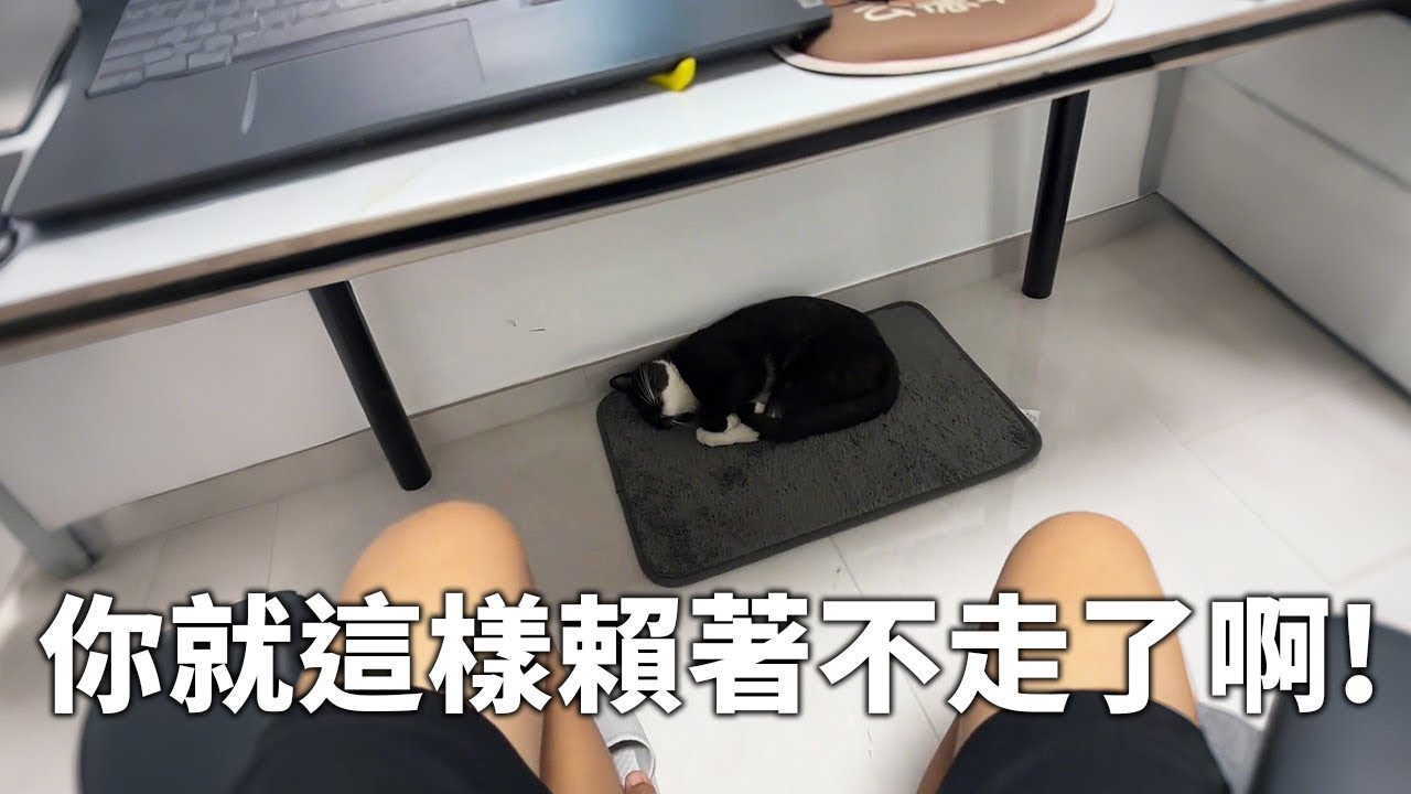 馬上要出差了，家裡卻跑來一隻貓！
