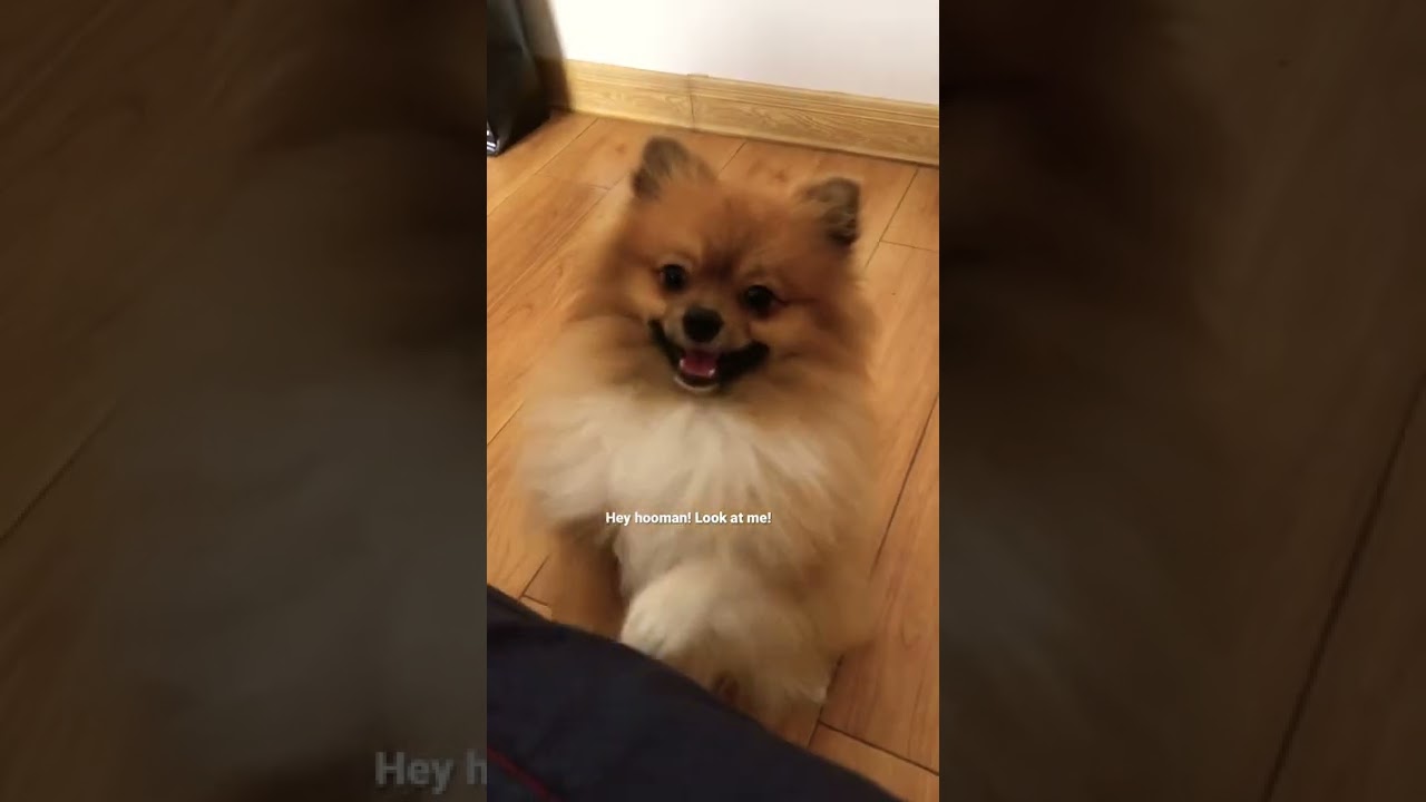 Chewy bear