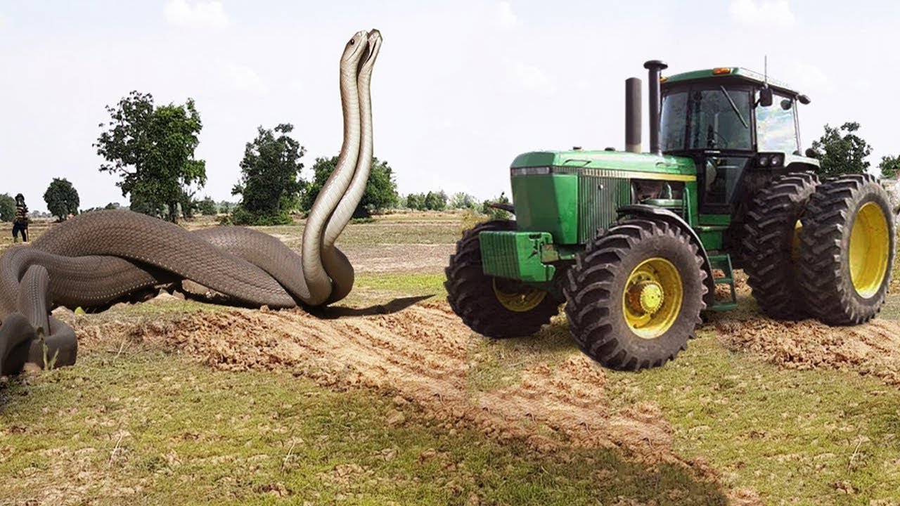 Terrifying!! Brave Boys Catch A Big Snake Near Tractor While Harvesting Rice