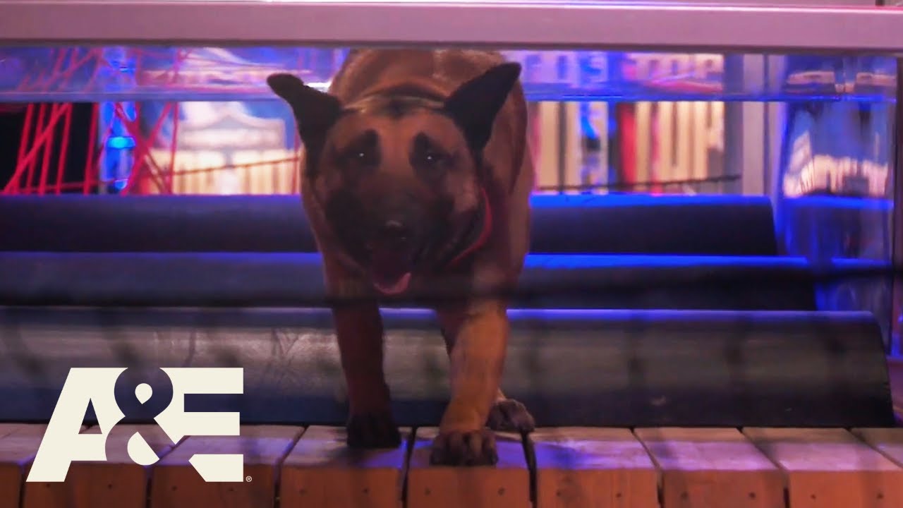 Last Two K9’s Compete for Winning Title in FINAL Round | America's Top Dog (Season 1) | A&E