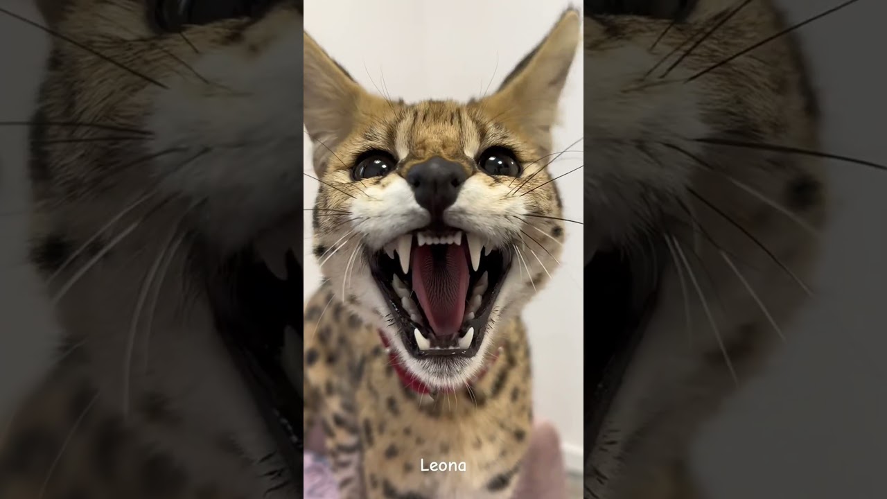 Top 3 Hardest Cat Breeds to Own 😱 | Bengal, Savannah, Sphynx #catshorts #cat #catbreed