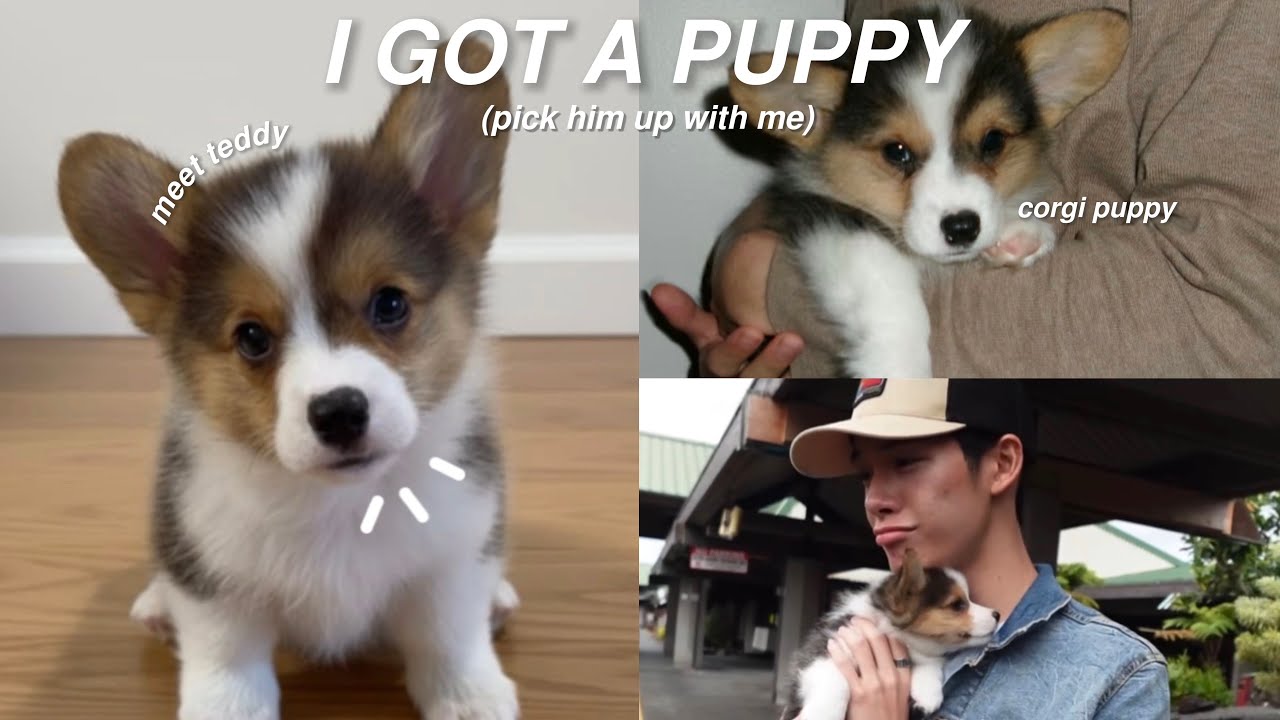 I GOT MY DREAM DOG!! 🐶✈️ picking up + flying home my corgi puppy