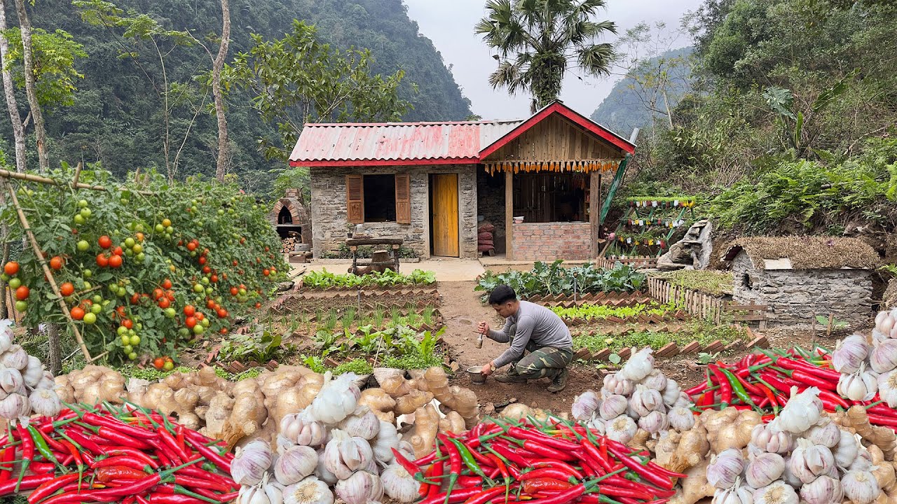CEO Creates Organic Chili–Garlic–Ginger Pesticide to Save His Pest-Damaged Garden
