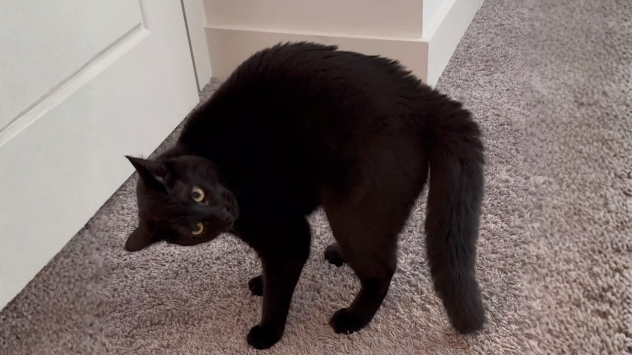 My Husband Never Wanted a Cat… Until He Saw This One