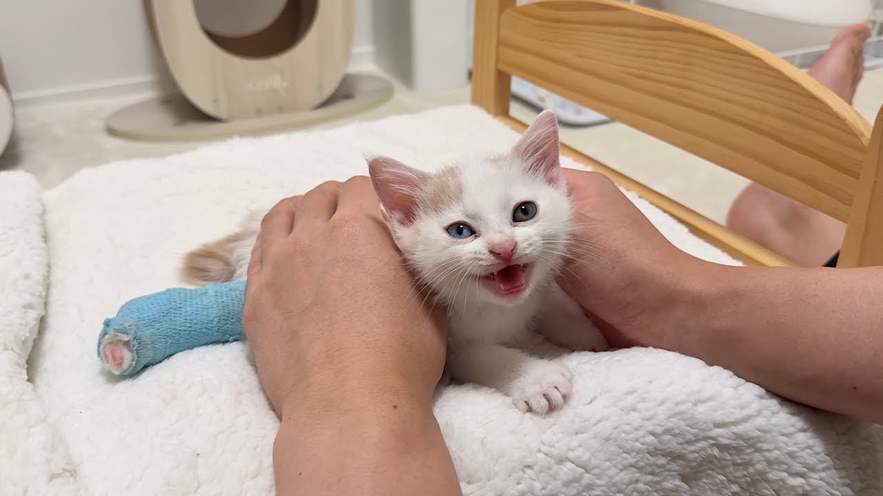 骨折してた子猫を連れて帰って看病したら少し離れただけで鳴き止まなくなる甘えんぼになってしまいました。