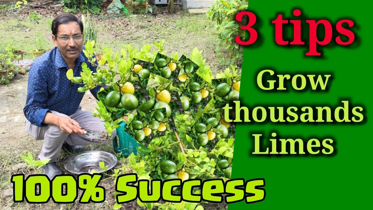 Just follow 3 tips. This will help to bring thousands of limes in your lime tree. Lime and Lemon
