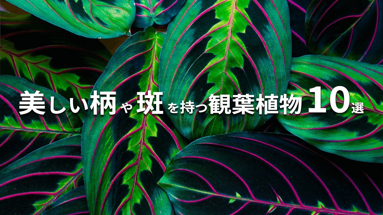 【まるでアート】インテリアのアクセントに！美しい葉柄や斑を持つ観葉植物10選 | 特徴や育てかた、注意点についても解説