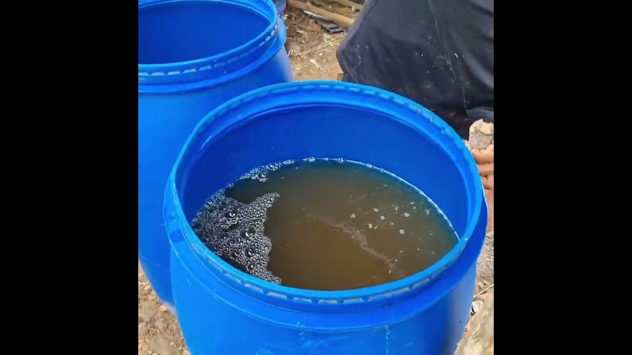 Cara Pembuatan POC (Pupuk Organic Cair) Kohe Kambing ala H. Dono - Munjul, Pandeglang - Banten.