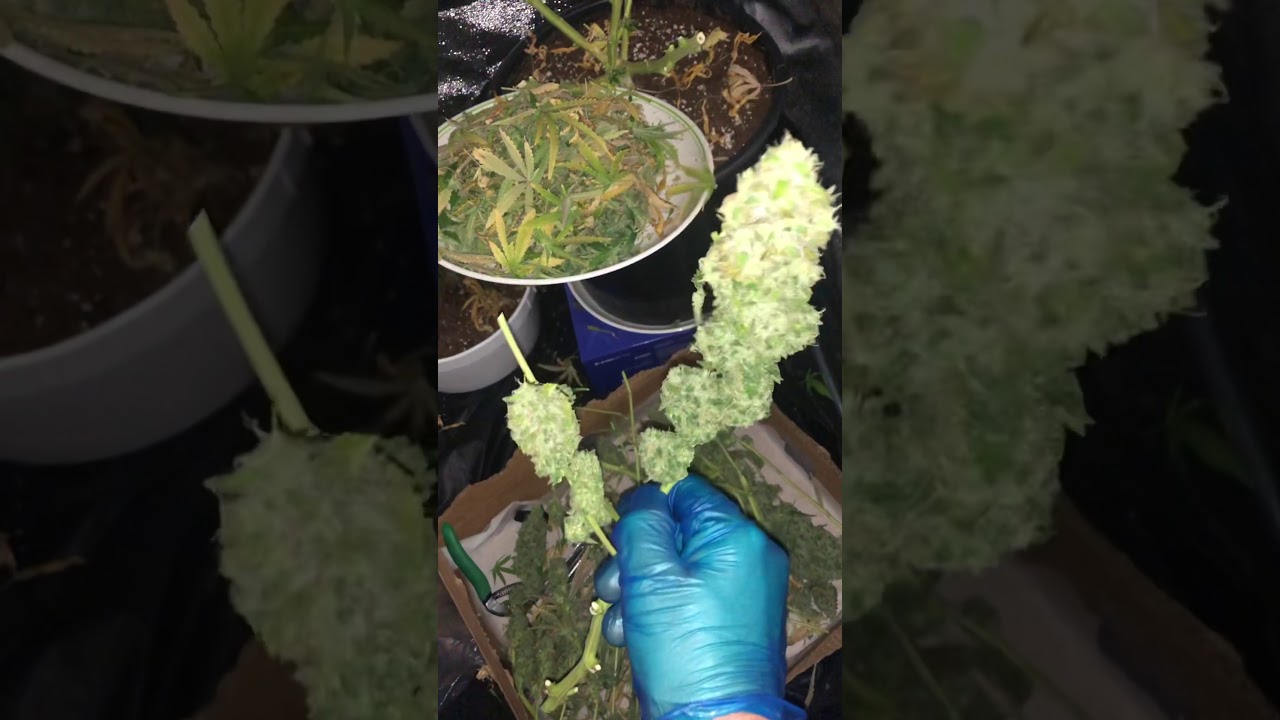 White Rhino, Indoor from Seed! October 5 2020-January 29, 2021