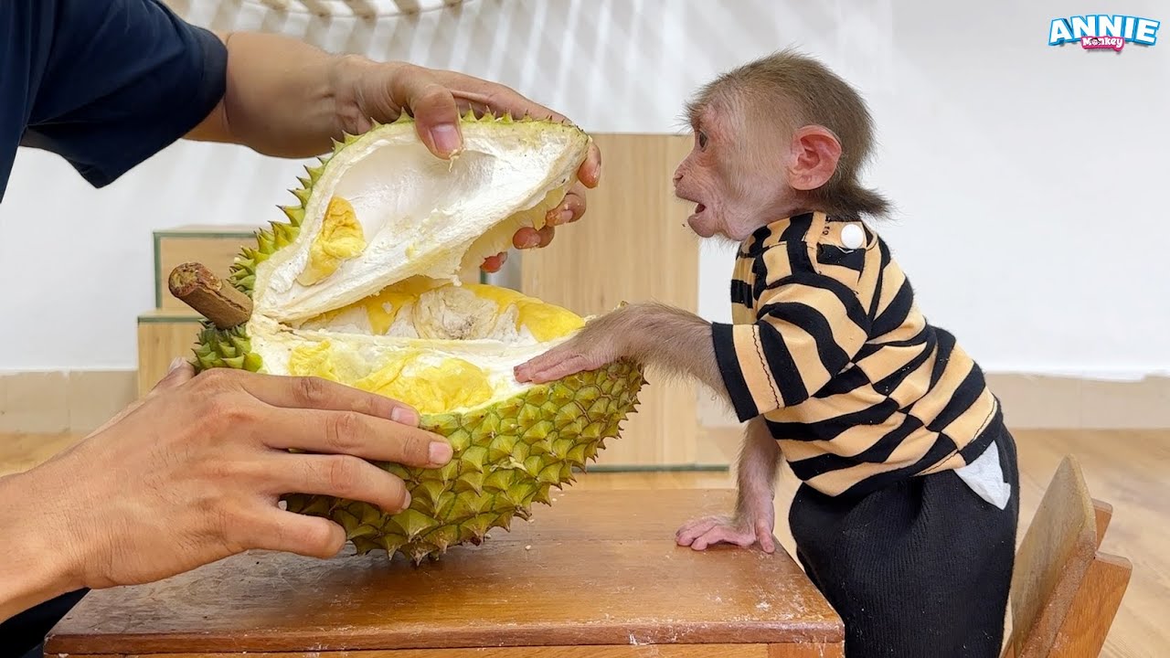 Monkey Annie and Dad enjoy special fruit only found in Southeast Asia