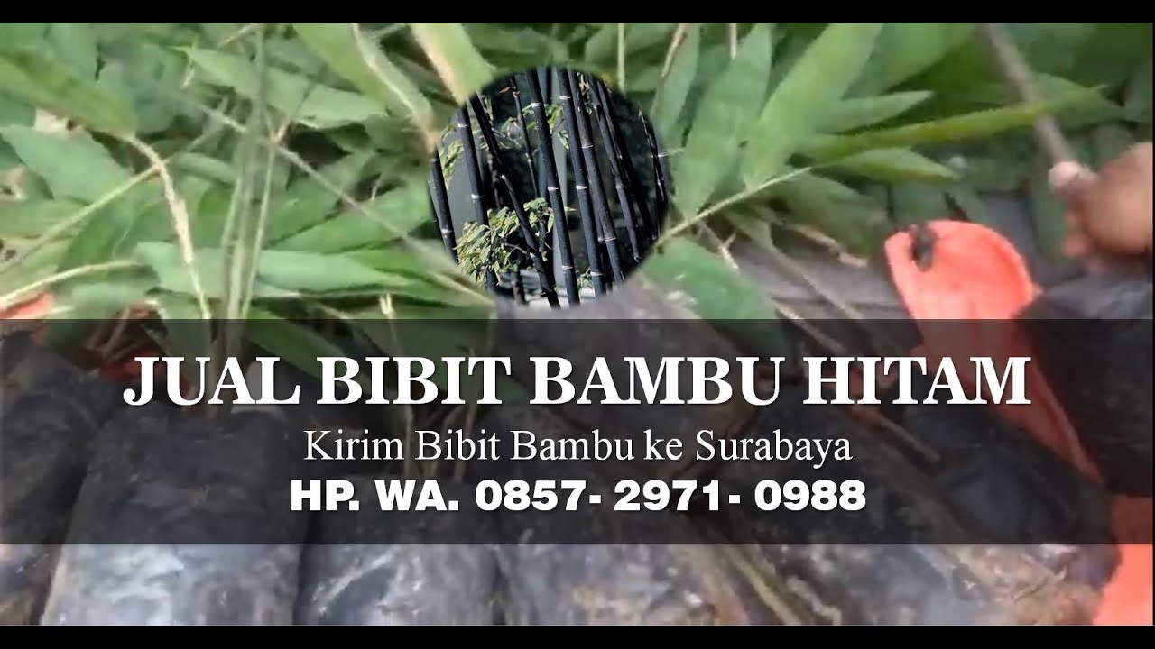 Jual bibit  bambu hitam murah  ke Surabaya Warung bibit kirim bibit bambu ke SBY WA  085729710988