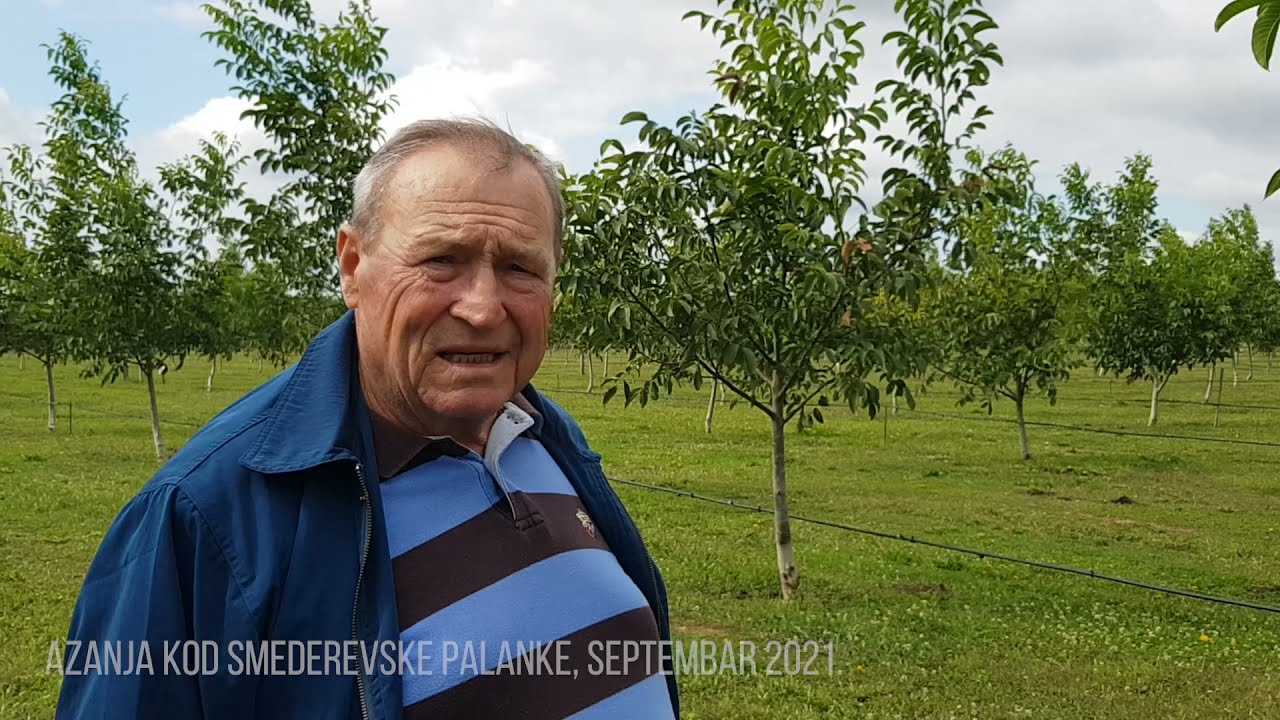 Sadnice oraha Chandler. Zasad u trećoj vegetaciji, Azanja 2021.