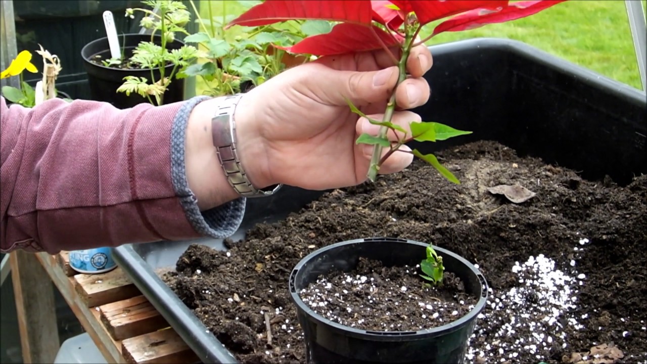 Взятие черенков пуансеттии (Euphorbia pulcherrima)
