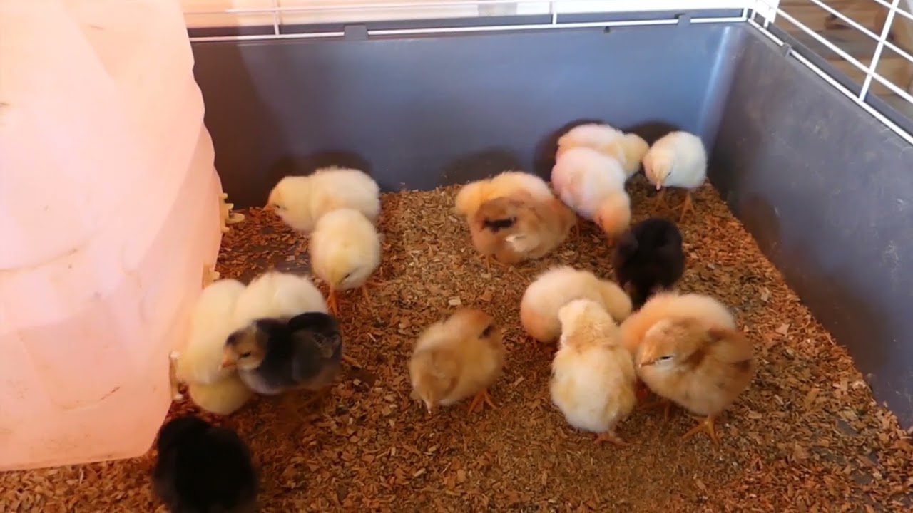 Bonus# Les premiers poussins 2022 !!!