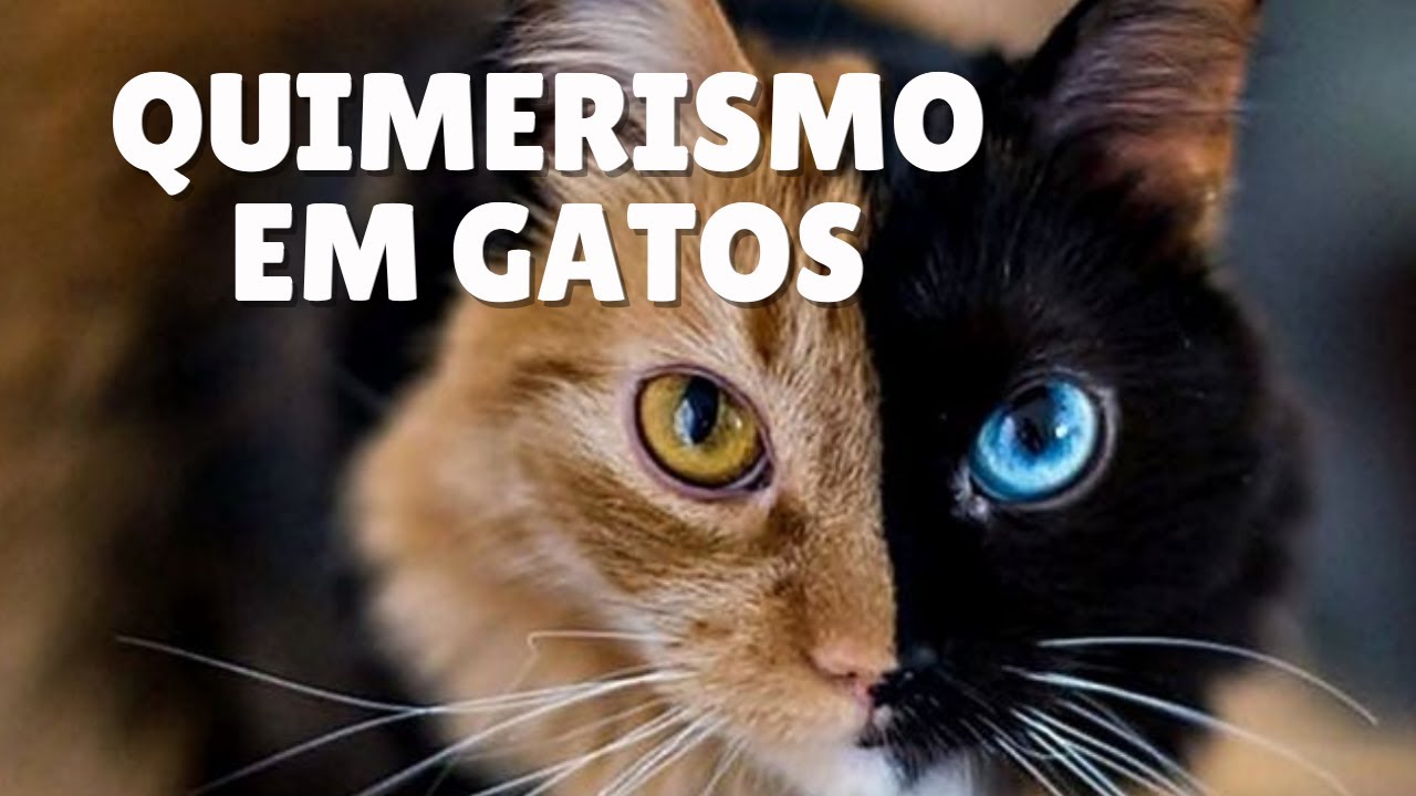 GATO QUIMERA - ENTENDA SOBRE QUIMERISMO GEN&Eacute;TICO