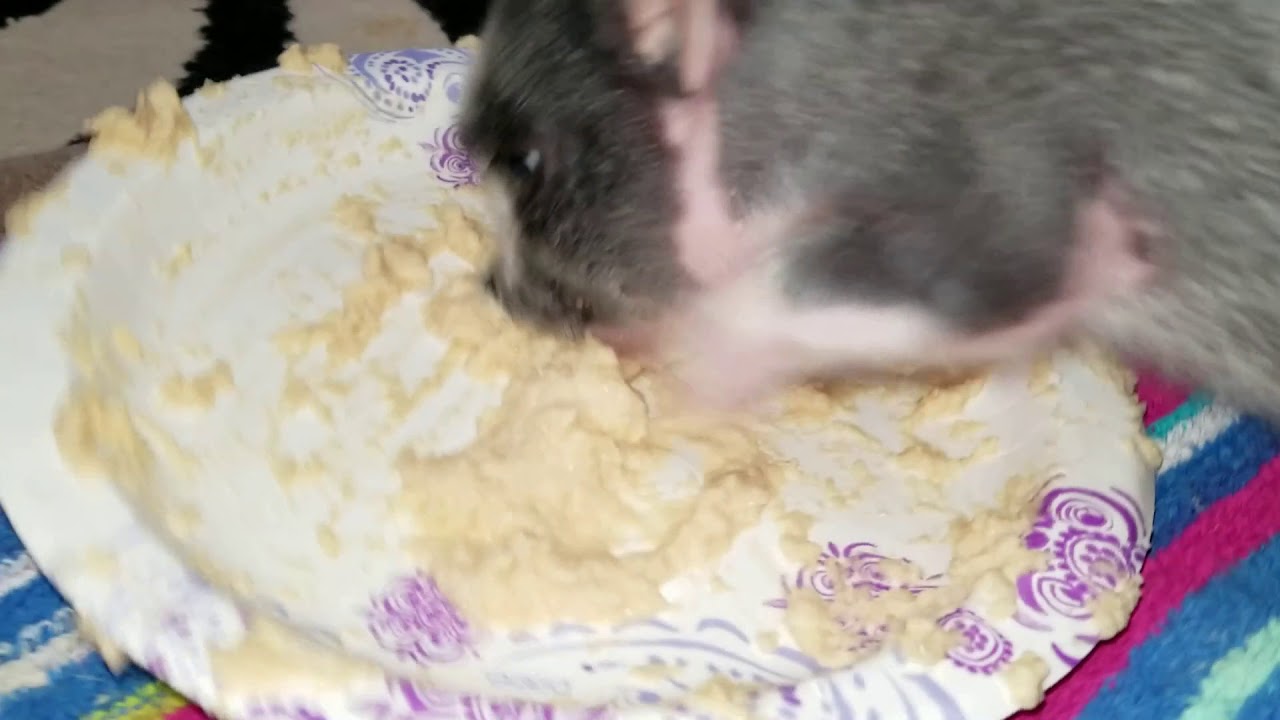 Mini Pig Eating