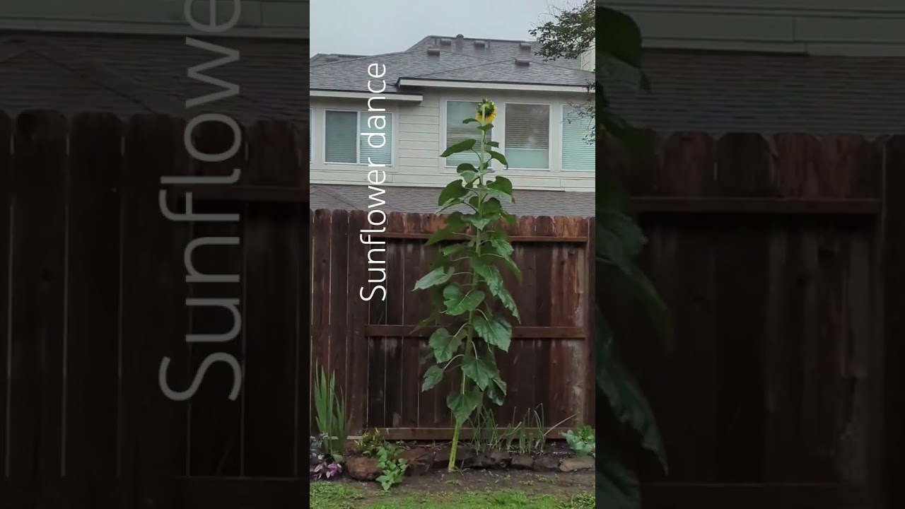 My sunflower is dancing in the rain ☔ #harmoncrafthome  #sunflower #garden