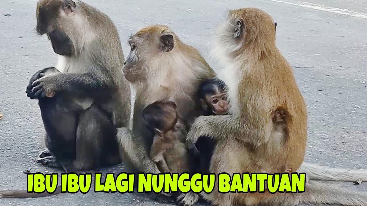 Lagi berharap bantuan dari manusia