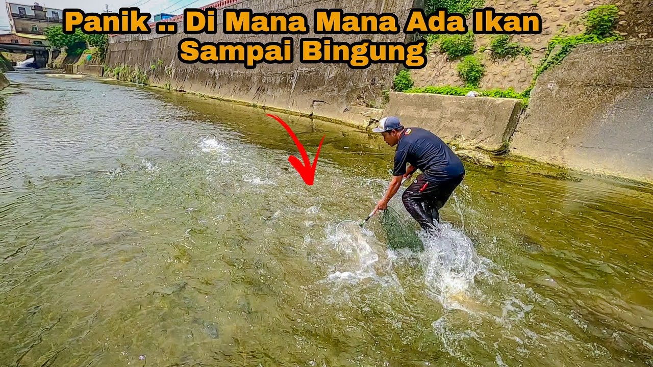 Panik ... Di mana Mana Ada Ikan Sampai Bingung ||Sungai Dangkal Di Penuhi Ikan Nila