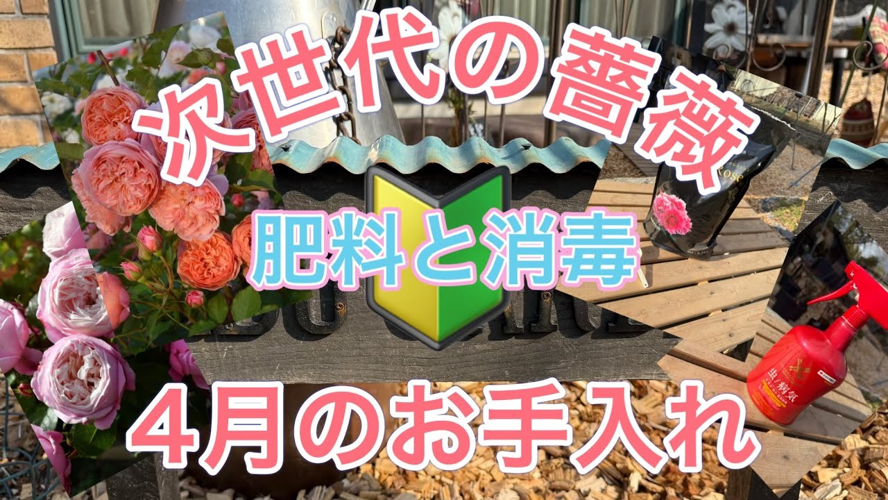 【初心者による次世代の薔薇】4月のお手入れ『肥料』と『消毒』の作業♪