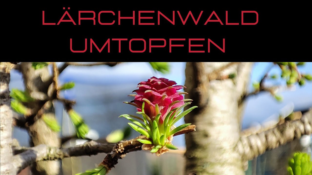 Lärchenwald umtopfen nach 5 Jahren