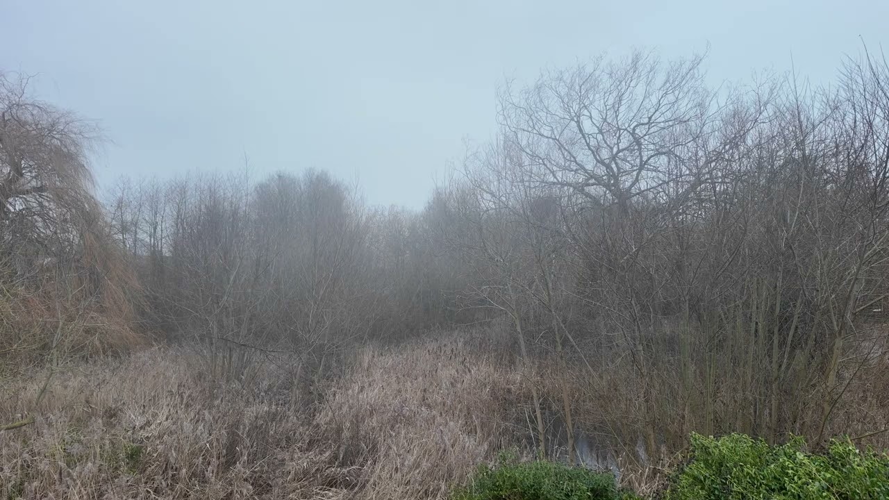 Sparse Woodland Bird Sounds - Peaceful Nature Ambience for Relaxation & Sleep