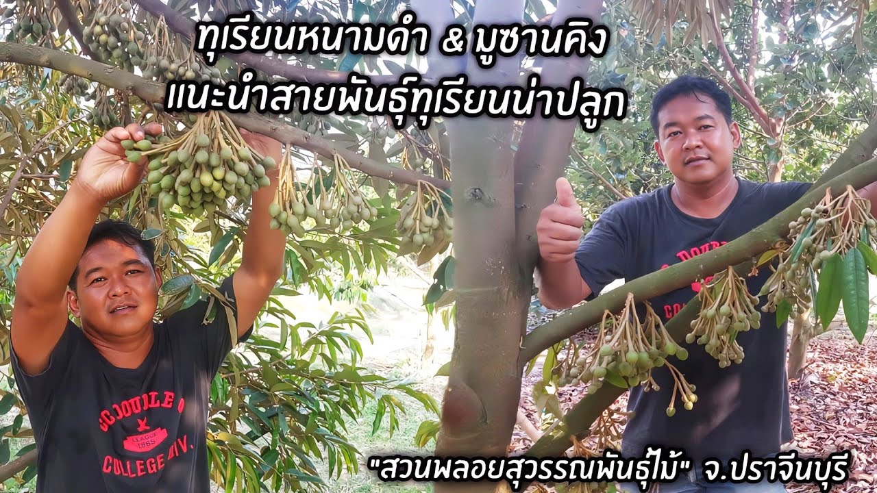 ทุเรียนหนามดำ & มูซานคิง แนะนำสายพันธุ์ทุเรียนน่าปลูก 