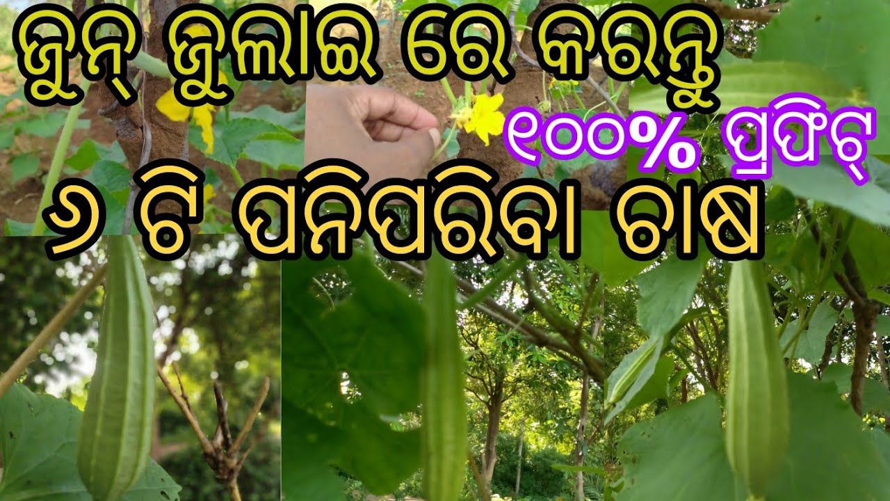 ବର୍ଷା ଦିନିଆ ପନିପରିବା ଚାଷ ll Vegetable Farming #vegetables 🥕 🥒🍆 # Odia Vlog #farming