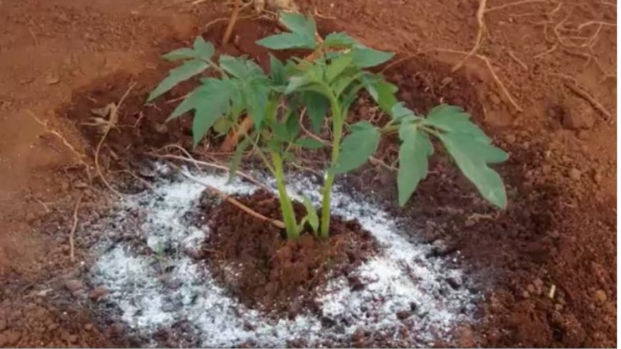 Adubação para o Tomate Florescer Rápido + Raleamento