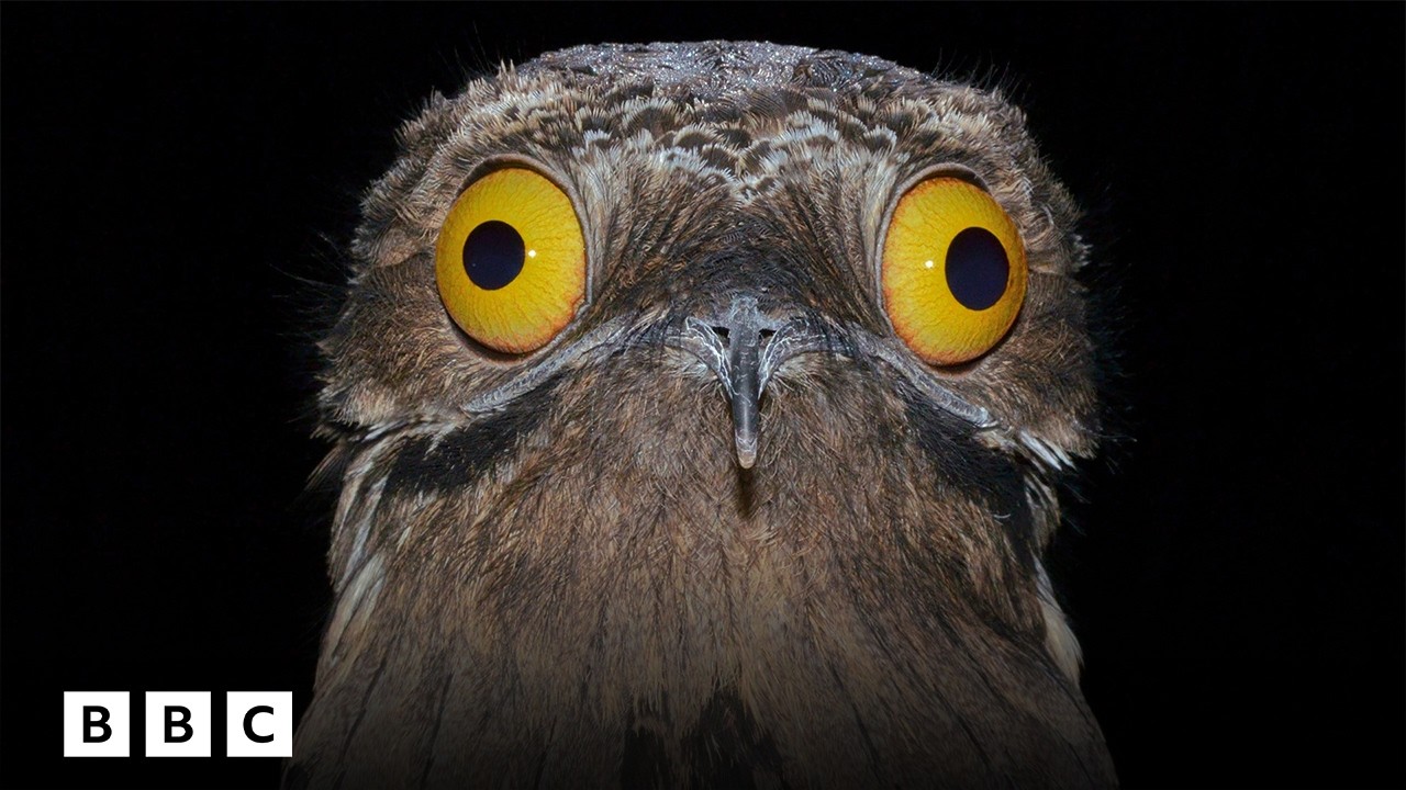 Inside the search for South America's most cryptic bird | BBC Global