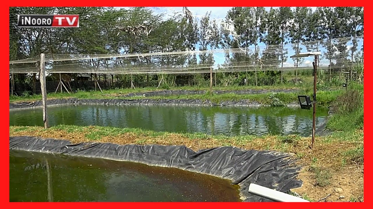Ũrĩmi mũgacĩru wa thamaki na Gathogo wa Kingdom Farm, Gilgil; #MũgamboWaMũrĩmi PART 3