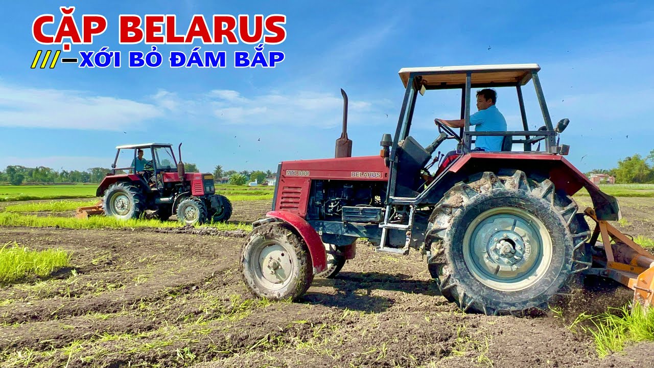 Cặp Đôi Máy Cày Belarus 820 và 800 Xới Bỏ Đám Bắp Hơn Một Tháng Tuổi, Chủ Mất Trắng 25 Triệu Mẫu