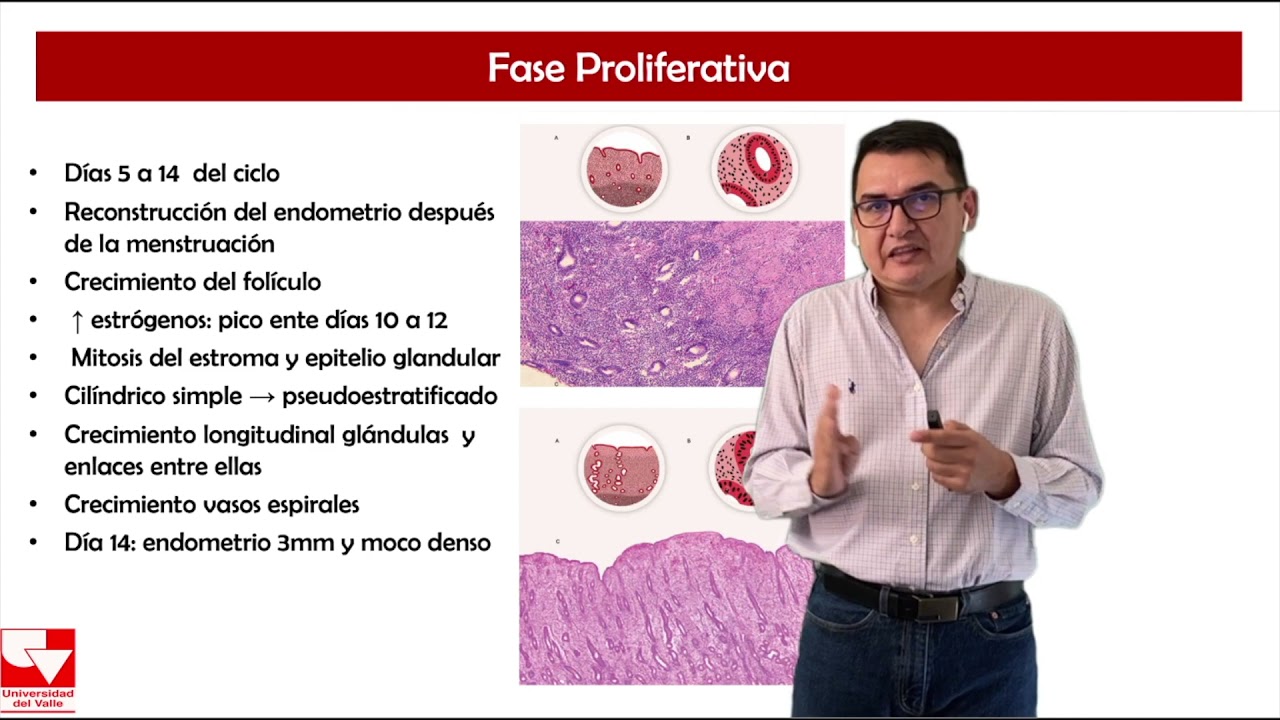 Ciclo Menstrual parte 3, Ciclo Endometrial- Capitulo 3, Embriologia Humana Integrada.