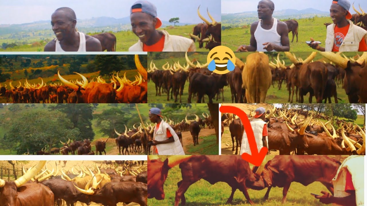 ABANYAMULENGE NIMFURA CYANE BAKUNDA INKA BAKUNDA ABANYU BAGIRA UBUMWE CYANE