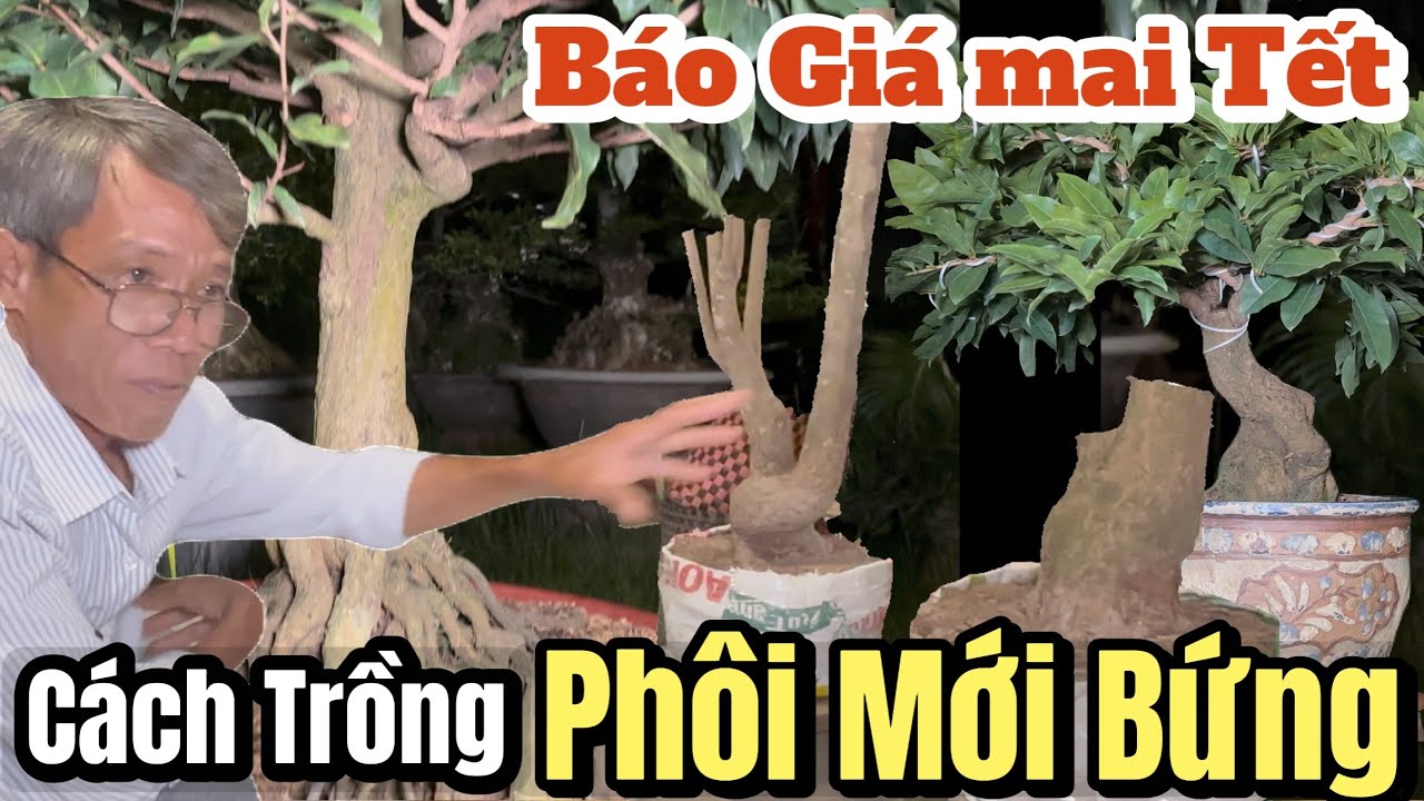 Báo Giá Mai Tết Bao Bông vô tình Học Bí Kíp Trồng Phôi Mai Mới Bứng Không Bị Suy | Nghệ Nhân Bến Tre