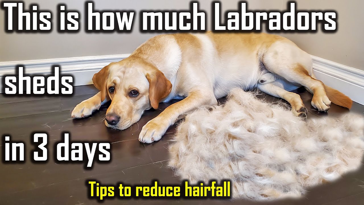 How to Reduce Dog Hairfall - Best Way to Control Dog Shedding at Home