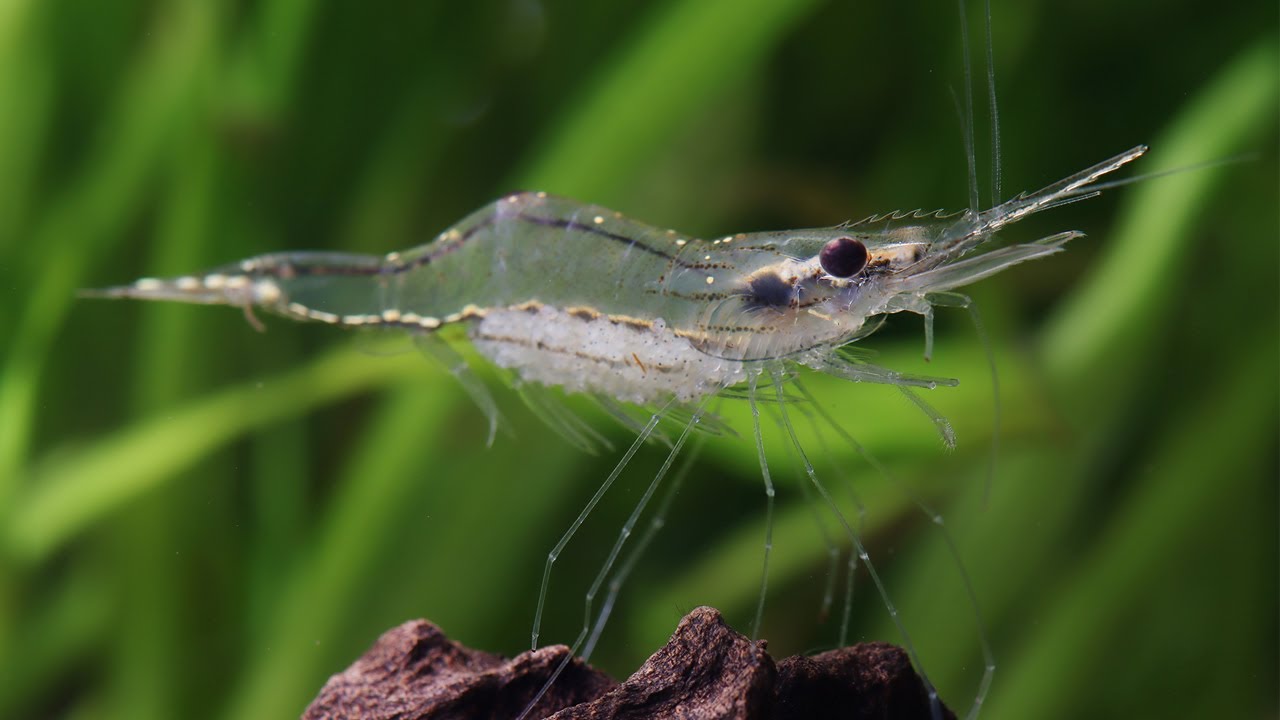 Gold Spotted Garnele - Tenuipedium palaemonoides - Artenvorstellung