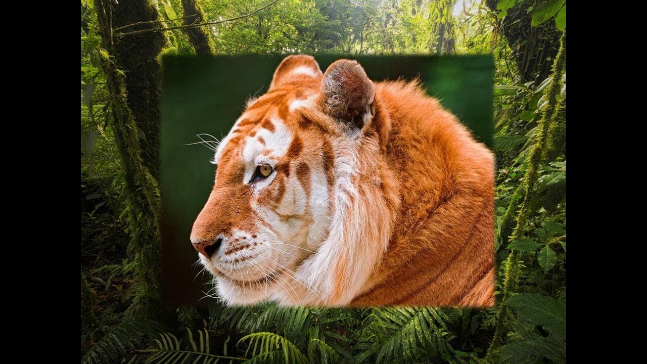 TIGRE-DOURADO! PARQUE BUSCH GARDENS - FLORIDA